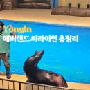 에버랜드 씨라이언 빌리지 애니멀톡 화려한 물개쇼 아이랑 관람 후기