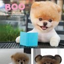 부BOO