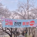 미원보건지소 | 청주 미원천 벚꽃 개화상황 2025.4.13