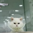 주안동물병원 이미지