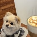 화정펫