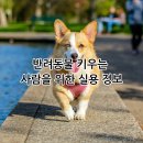 알아 이미지