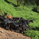 백봉흑염소 이미지