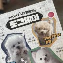 데이도그 이미지