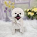 복이네애견 이미지