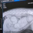 다나 동물병원 이미지