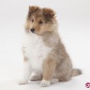 영덕사랑동물병원 이미지