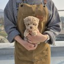 다온펫# 이미지