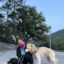 내장산논실