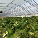 진성2농장 이미지