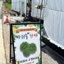 바위솔 | 목포 바위솔 농장 방문 후기｜어머니가 더 좋아하셨던 특별한 가족 나들이