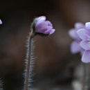 고운:눈