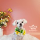 땡큐멍냥 이미지