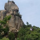 소나무둥지 이미지