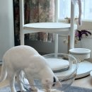 미송타워 | 고양이 해먹 추천 플라잉포포 우주선 투명해먹 m사이즈 반려묘 용품