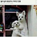 피식 이미지