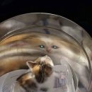 룰루랄라 이미지