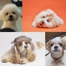 BICHON KOREA 이미지