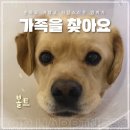 [입양홍보] 순둥순둥 귀염둥이 볼트, 제게도 가족이 올까요? 이미지