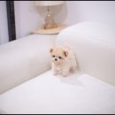 유앤미펫 고양이분양 강아지분양 인천본점 이미지