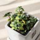 커피고래 이미지