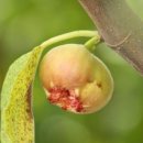 동네농장(2) 이미지