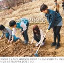 밀짚모자청년들