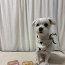 홍천개아빠