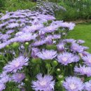 뜨락풍경 이미지