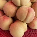 용천농원 이미지