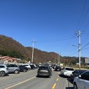 주나도리(주)세시서 | 경주 단풍명소 도리마을 은행나무 숲 실시간 현황 후기