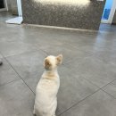 더블유인천심장동물병원