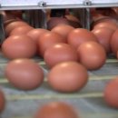 달걀도 채소도 가격 폭등...허리띠 졸라매는 뉴질랜드 동포들 이미지
