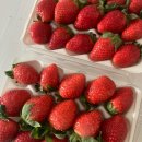 공생약국 | 귀요미의 근황(with 보조개 시술)