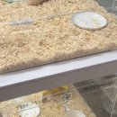 우다다햄쮸 이미지