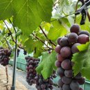 원씨일품 이미지