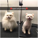 아가페 펫살롱 네이버블로그