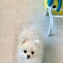 까까뭐멍냥 | 경기광주 강아지수제간식 경안동 까까뭐멍냥