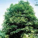 황칠사랑 이미지