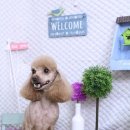 큐티펫살롱 이미지