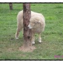 오목골 목장 이미지