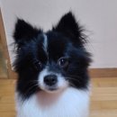 루이스24시동물병원 이미지