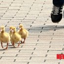 명동오리 이미지