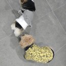 준토스 이미지
