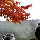 소슬락 이미지
