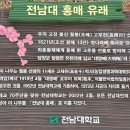 전남대 홍매(대명매) 이미지