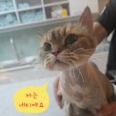 김냐옹 미용실 이미지