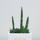 그린방역 이미지