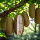 신체의 열매 | 으름 가격 으름나무 열매 (으름꽃 으름덩굴 효능)