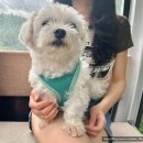 스카이 D동 | 강원 하이원 리조트 힐콘도 D동 힐펫룸 애견동반 숙소 부대시설, 옷 분실 후기